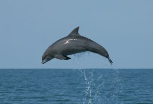 2002 10 29 S4048 Ocean Jumper Fixed_preview